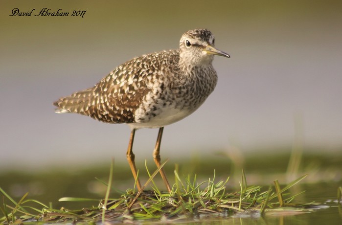 Wood Sandpiper