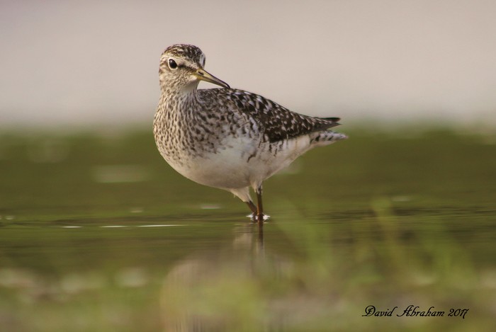 Wood Sandpiper
