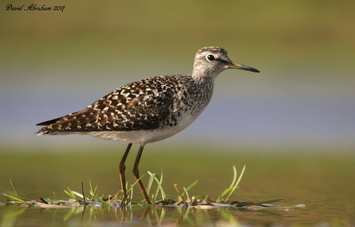 Wood Sandpiper