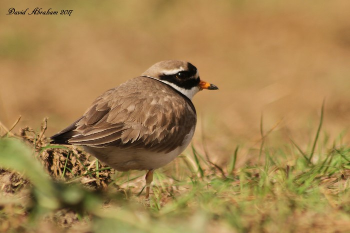 Ringed Plover