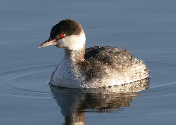 Slavonian Grebe