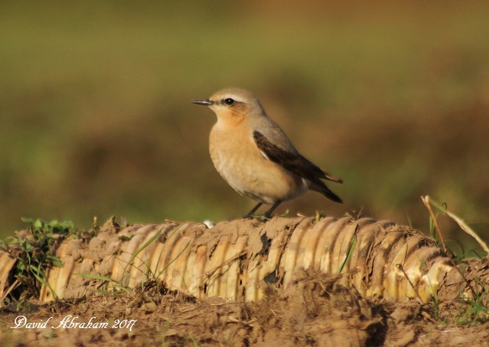 Wheatear