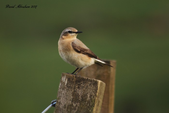 Wheatear