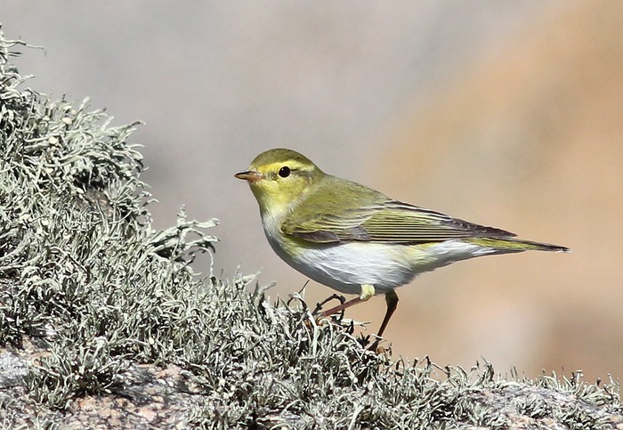 Wood Warbler