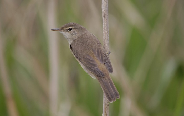 Reed Warbler