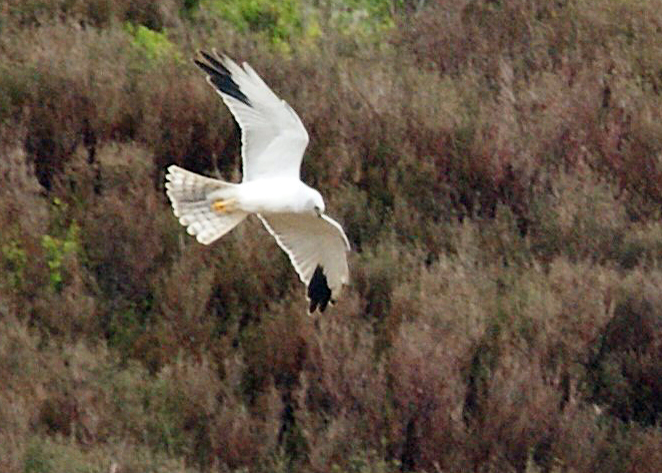 Pallid Harrier