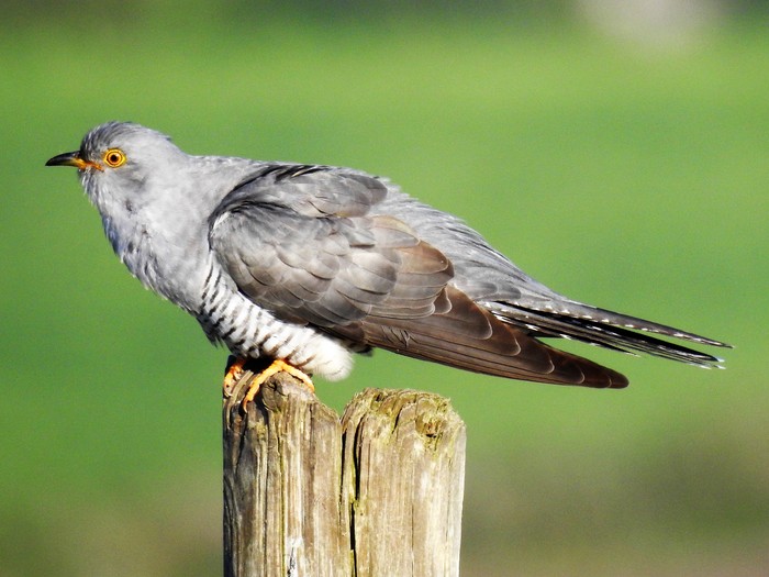 Cuckoo