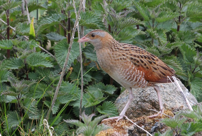 Corncrake