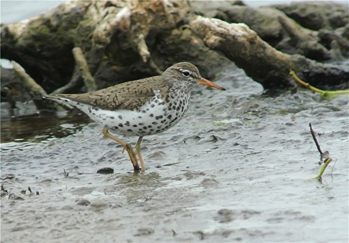 Spotted Sandpiper