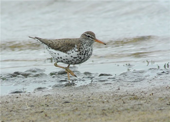 Spotted Sandpiper