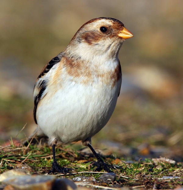 Snow Bunting