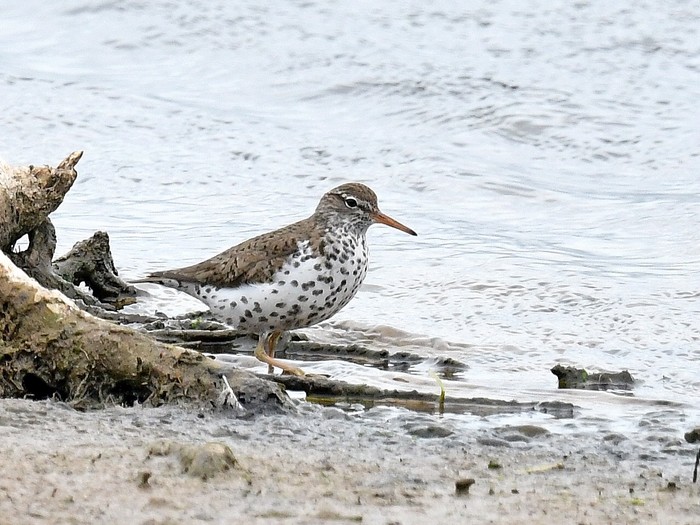 Spotted Sandpiper