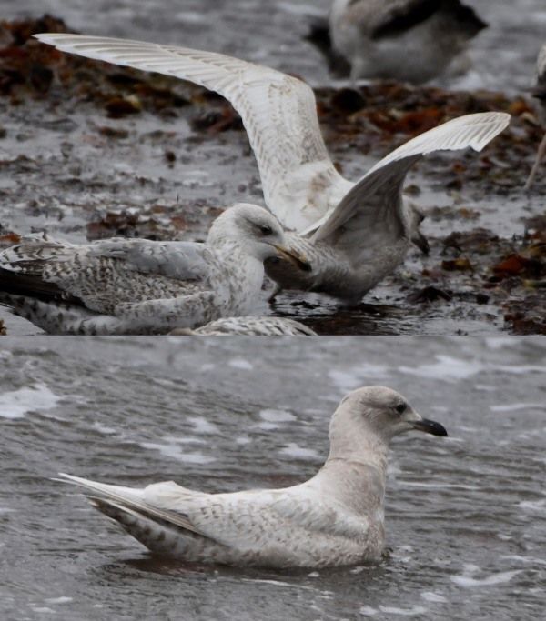 Kumlien's Gull