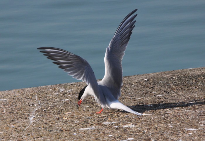 Common Tern