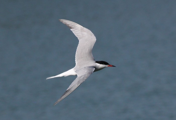 Common Tern
