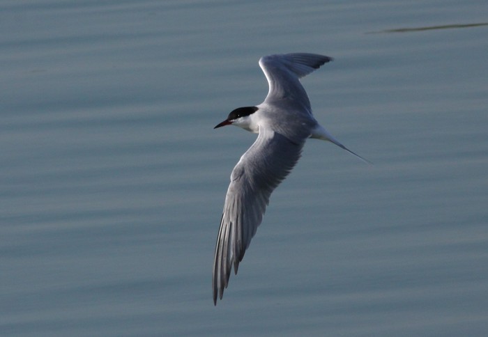 Common Tern