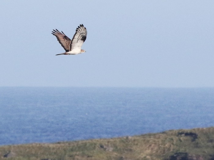Honey Buzzard