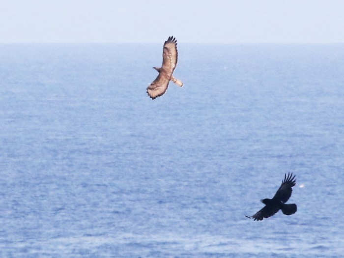 Honey Buzzard