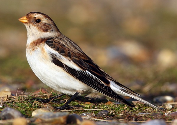 Snow Bunting