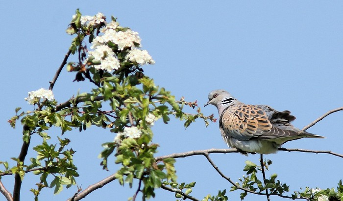 Turtle Dove