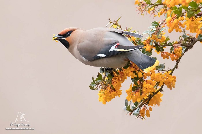 Waxwing