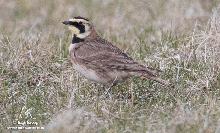 Shorelark