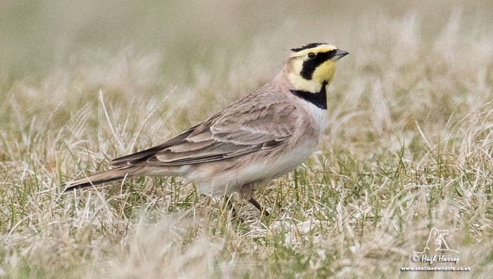 Shorelark