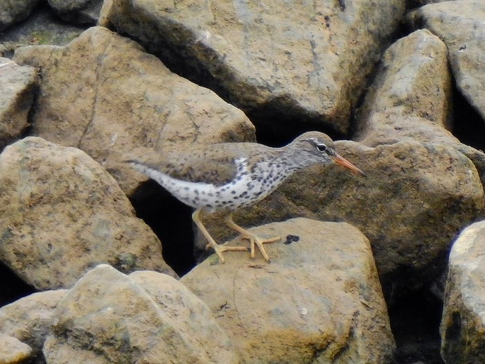 Spotted Sandpiper