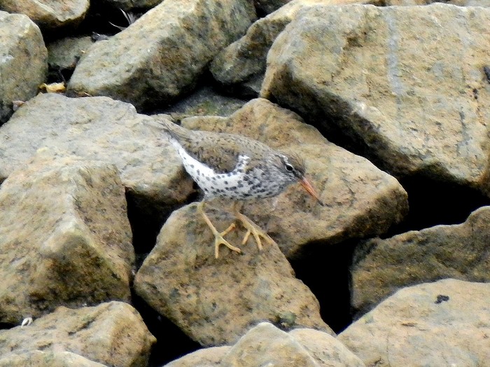 Spotted Sandpiper