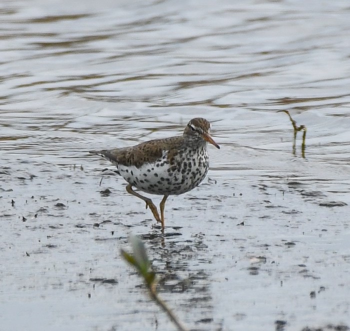 Spotted Sandpiper