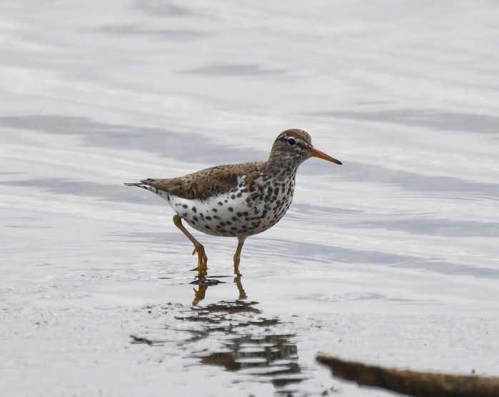 Spotted Sandpiper