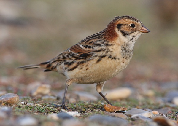 Lapland Bunting