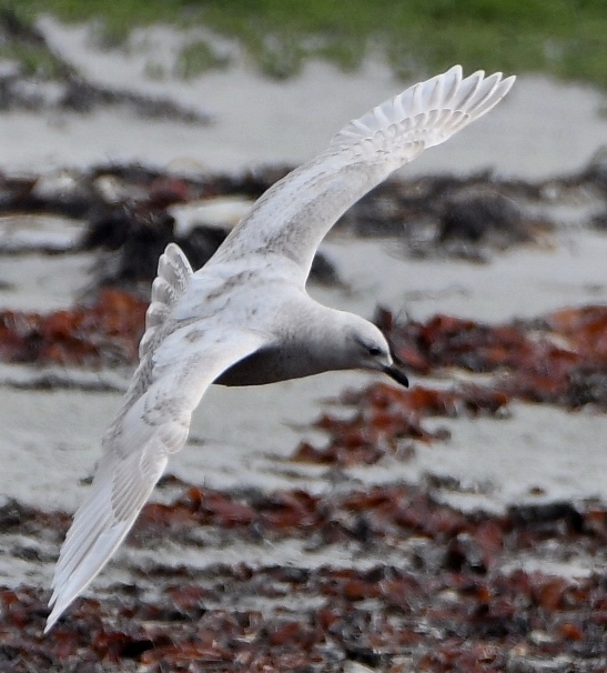 Kumlien's Gull