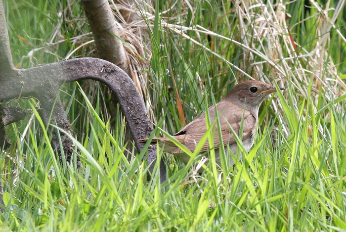 Thrush Nightingale