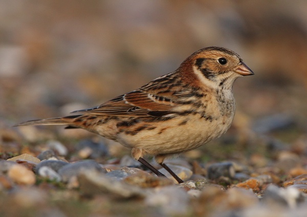 Lapland Bunting