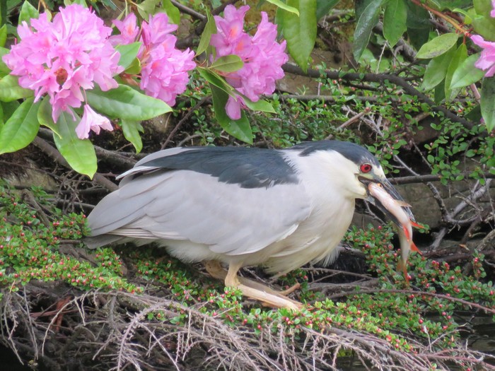 Night Heron