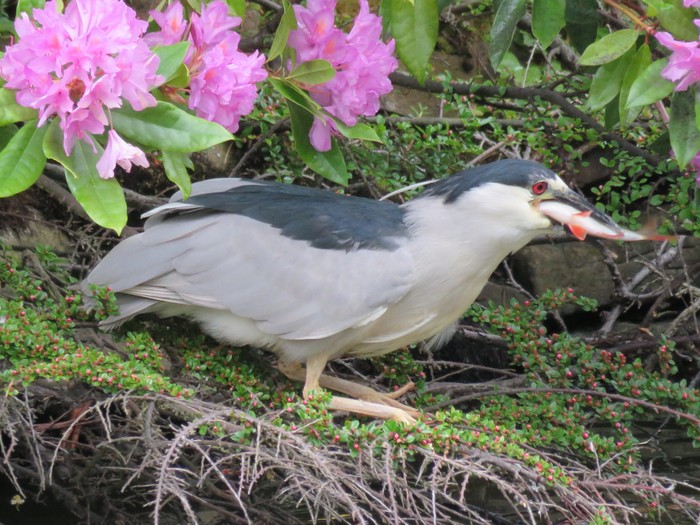 Night Heron