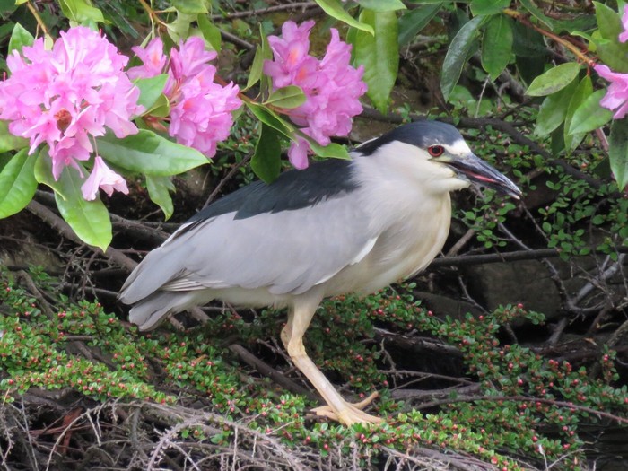 Night Heron