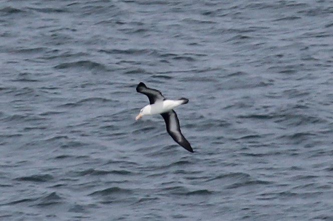 Black-browed Albatross