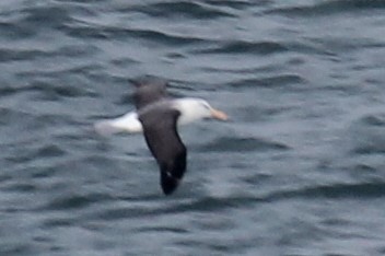 Black-browed Albatross