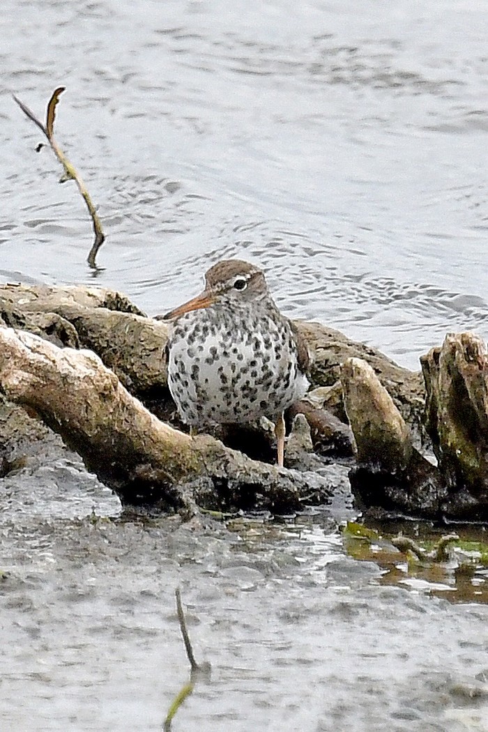 Spotted Sandpiper