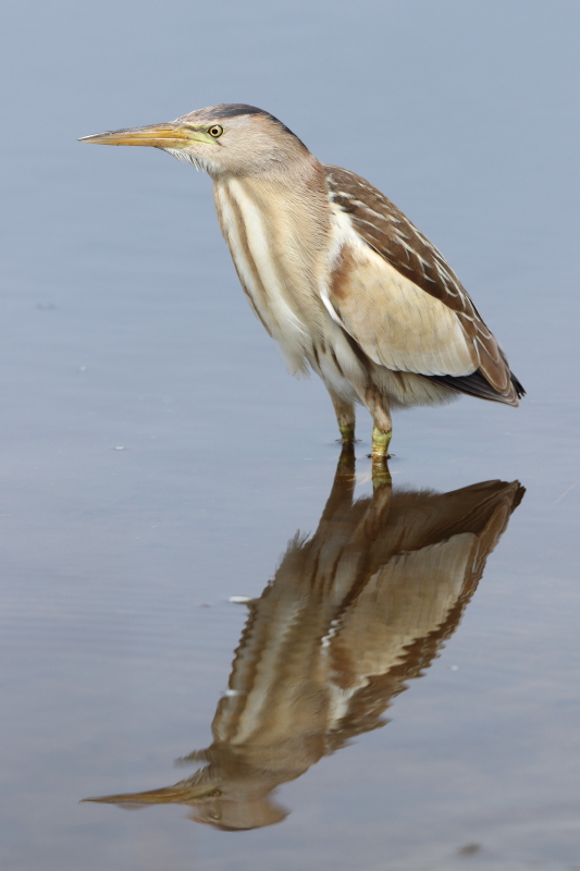 Little Bittern