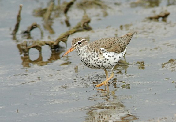 Spotted Sandpiper