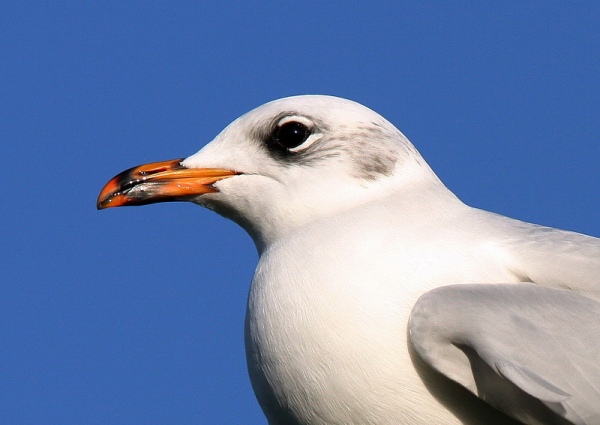 Mediterranean Gull