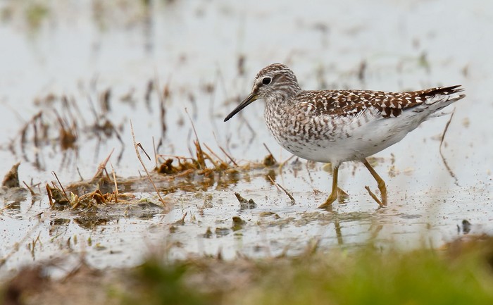 Wood Sandpiper