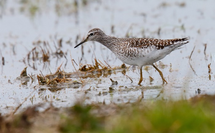 Wood Sandpiper