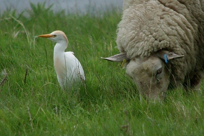 Cattle Egret