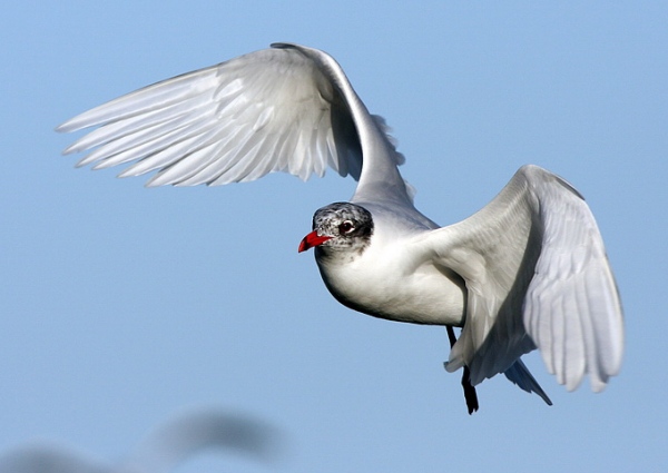 Mediterranean Gull
