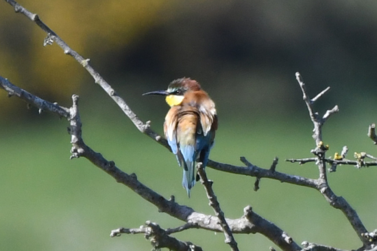 Bee-eater
