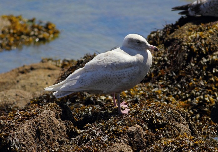 Glaucous Gull 
